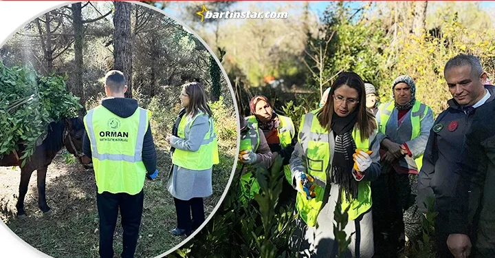 Bartın Valisi Nurtaç Arslan, köylü hanımlarla birlikte defne topladı