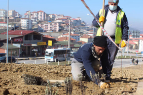 bartin-devlet-hastanesi-yoluna-lavanta