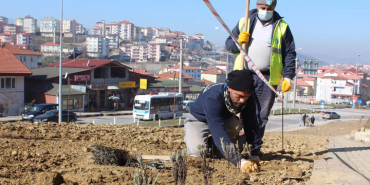 bartin-devlet-hastanesi-yoluna-lavanta