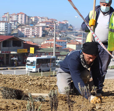 bartin-devlet-hastanesi-yoluna-lavanta
