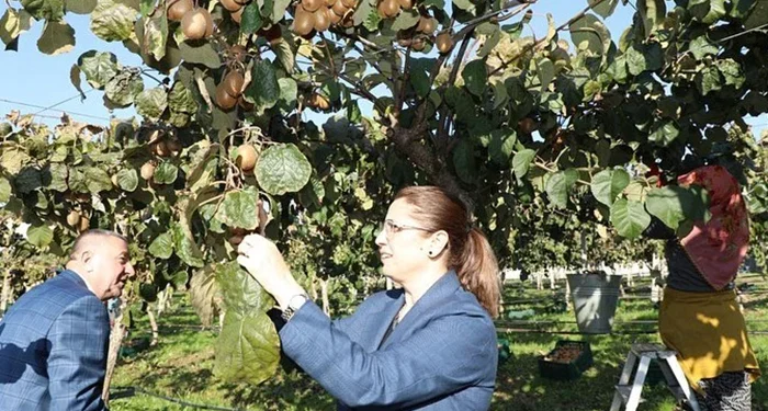 “Bartın Kivisi”nde hasat zamanı! Batı Karadeniz’in en büyüğü…