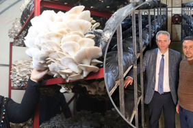 bartinda-40-ton-mantar-uretiyor