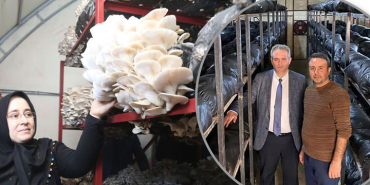 bartinda-40-ton-mantar-uretiyor