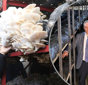 bartinda-40-ton-mantar-uretiyor