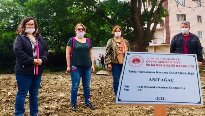 Çevrecilerin dediği oldu, tescillenen 2 anıt ağacın tabelası da asıldı