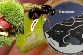 bartinda-gal-arisi-kabusu-yayiliyor