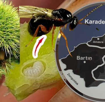 bartinda-gal-arisi-kabusu-yayiliyor