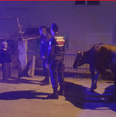 bartinda-hayvanlari-calip-facebooktan-satisa-cikardilar
