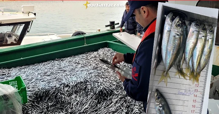 Kurucaşile’de 435 kasa istavrite el kondu!