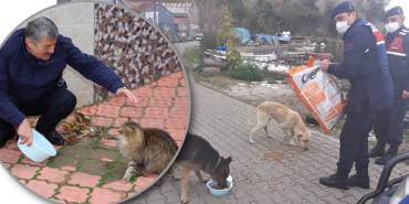 bartinda-sokak-hayvanlari-unutulmadi