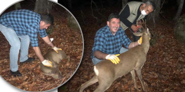 bartinda-yarali-karaca-dogaya-salindi