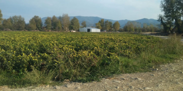 buyukkiran-dosyasinda-ikinci-perde