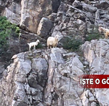 kopekler-kecilere-saldirdi