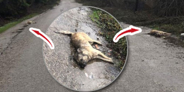 lesler-yol-kenarinda-birakildi