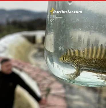 Bartın’daki süs havuzunda bulundu, görenleri hayrete düşürdü