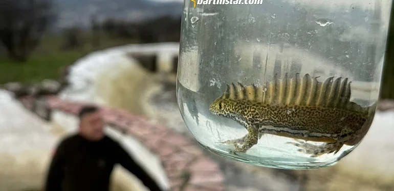 Bartın’daki süs havuzunda bulundu, görenleri hayrete düşürdü