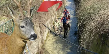 su kanalına düşen karaca balık ağıyla kurtarıldı