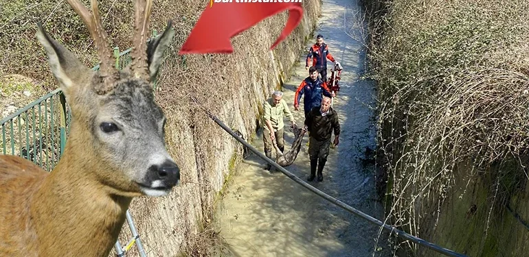 Su kanalına düşen Karaca balık ağıyla kurtarıldı