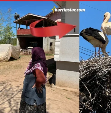 bartın Ayşe leylek, bu yıl eşiyle geldi