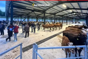 brtında modern hayvan pazarı hizmete başladı1