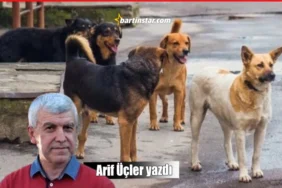 Arif Üçler başıboş sokak köpekleri yasasını yazdı
