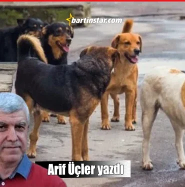 Arif Üçler başıboş sokak köpekleri yasasını yazdı