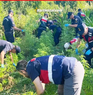 jandarmadan kenevir serasına baskın