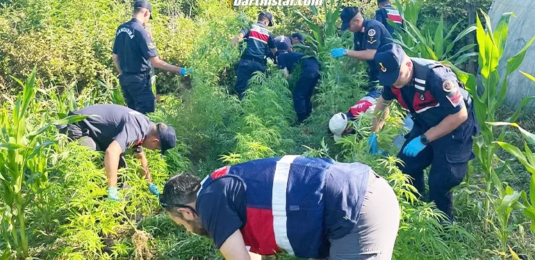 Seraya domates yerine kenevir ekerseniz…