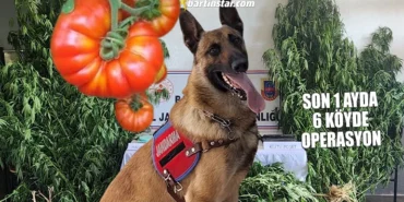 Bizim çocuklar eskiden domates ekerdi, şimdi kenevir yetiştiriyor