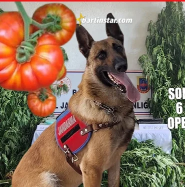 Bizim çocuklar eskiden domates ekerdi, şimdi kenevir yetiştiriyor