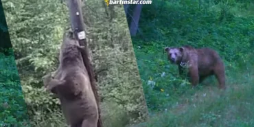 Küre Dağları Milli Parkı'ndaki ayıların davranışları fotokapanla tespit edildi