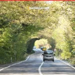 Ağaç tünel yolda sonbahar güzelliği4