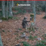 Bartın’da ayının ormana konulan ayna ile sınavı