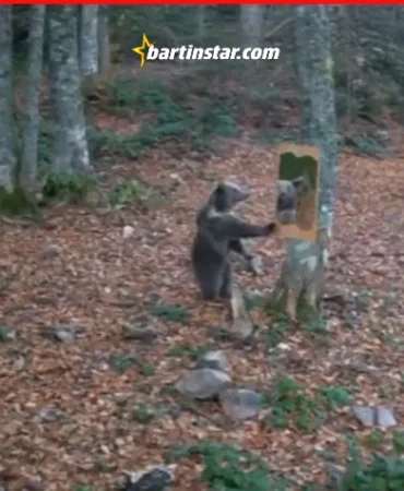 Bartın’da ayının ormana konulan ayna ile sınavı