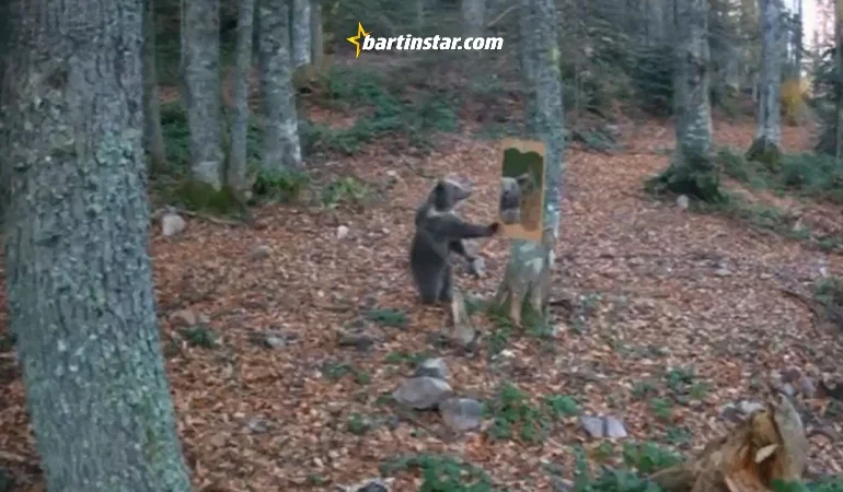 Bartın’da ayının ormana konulan ayna ile sınavı