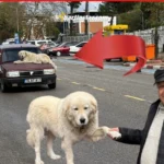 binnazı otomobile binmeye razı edemiyor kaputta gezdiriyor bartın