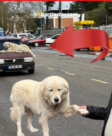 binnazı otomobile binmeye razı edemiyor kaputta gezdiriyor bartın