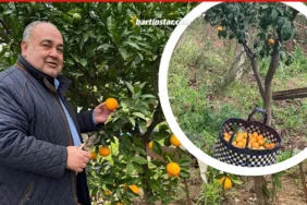 Bartın’da portakal ve mandalina hasadı