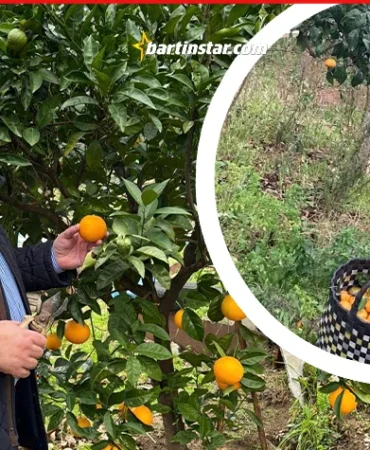 Bartın’da portakal ve mandalina hasadı