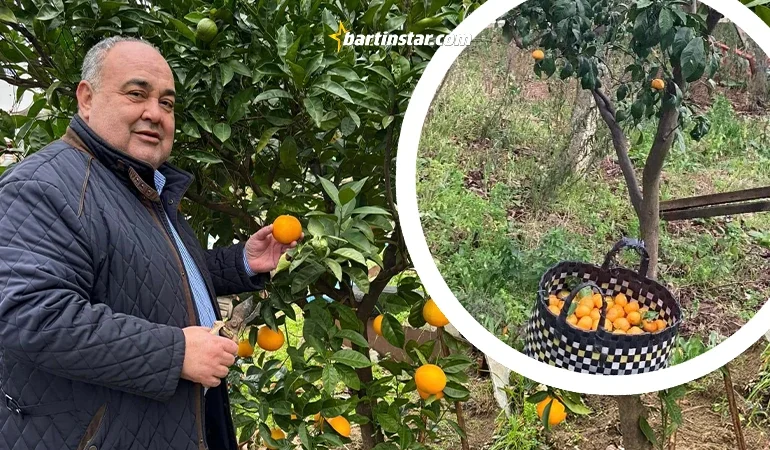 Bartın’da portakal ve mandalina hasadı