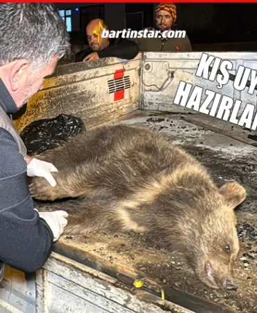 Yavru ayı, trafik canavarının son kurbanı oldu