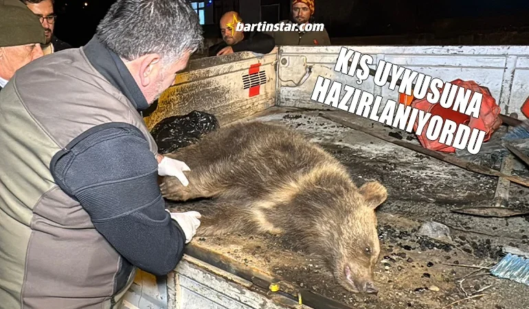 Yavru ayı, trafik canavarının son kurbanı oldu