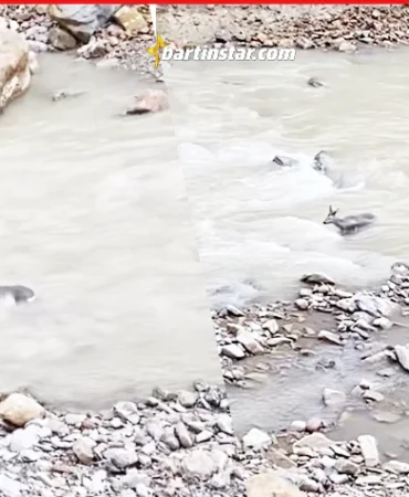 Kumluca deresinde akıntıya kapılan karaca kamerada