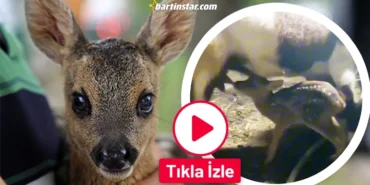 Bartın’ın yavru karacaları! Keçi sütüyle beslediler