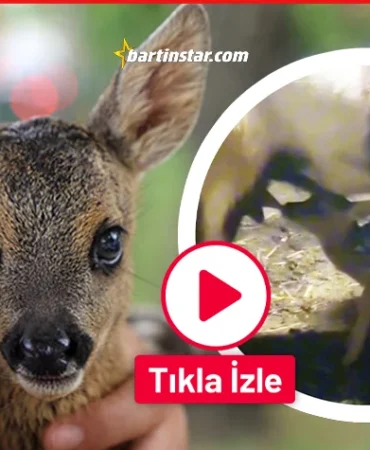 Bartın’ın yavru karacaları! Keçi sütüyle beslediler