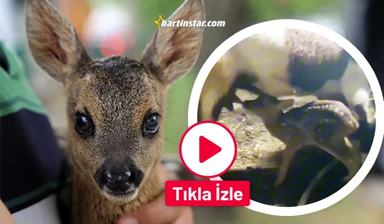 Bartın’ın yavru karacaları! Keçi sütüyle beslediler