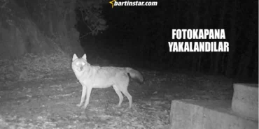 Ormanda kurtlar çoğalıyor Domuzlar düşünsün