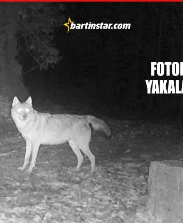 Ormanda kurtlar çoğalıyor Domuzlar düşünsün