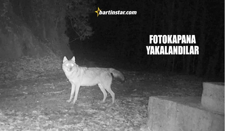 Ormanda kurtlar çoğalıyor! Domuzlar düşünsün