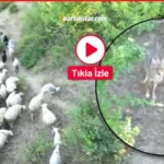 Bartın’da kurdun koyunlara saldırısı dronla önlendi